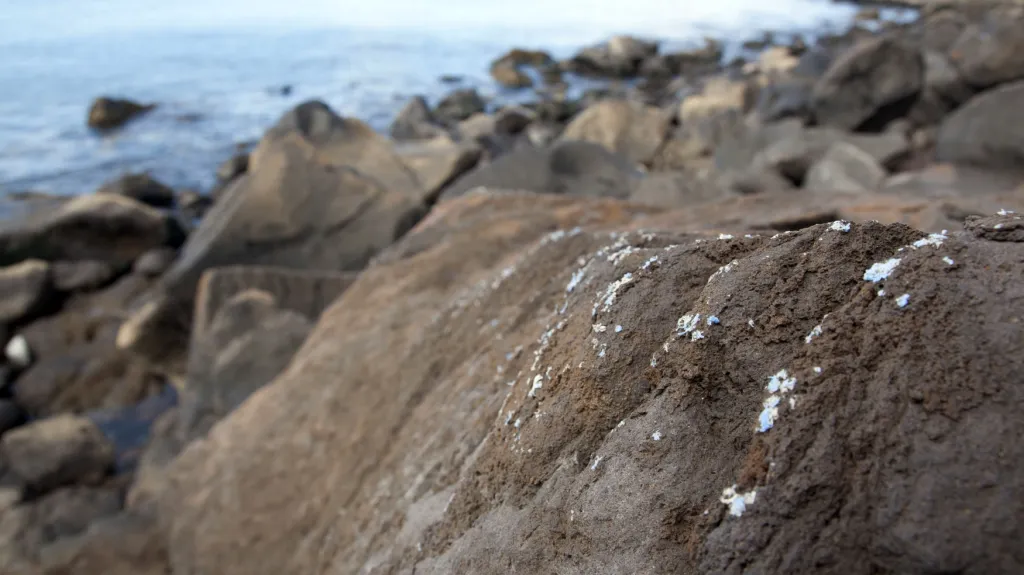 Plasticrust na Madeiře