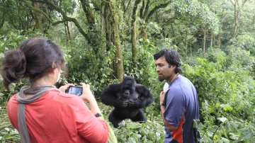 Gorily horské v národním parku Virunga