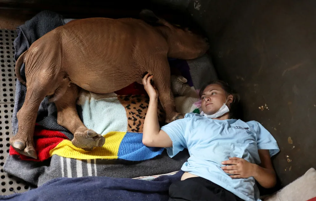Dobrovolnice starající se o zvířata postižená pytláctvím leží vedle osiřelého nosorožce Mapimpi v Mookgophongu v Jihoafrické republice