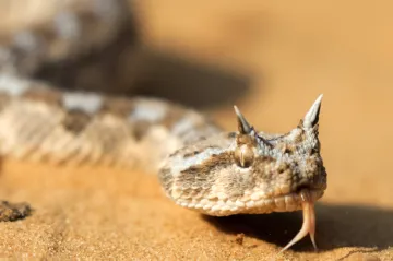 Jedovatí hadi budou kvůli globálnímu oteplování zřejmě masově migrovat, varuje studie