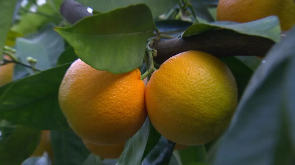 Mandarinky v subtropické zahradě pana Boukala