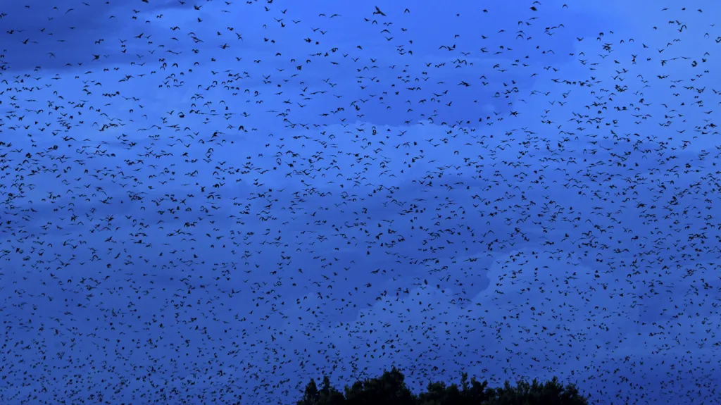 Kolonie kaloňů za letu