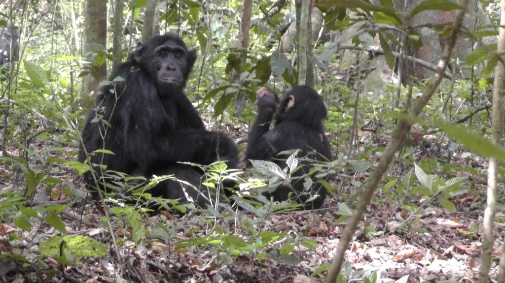 Skupina šimpanzů