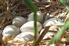 Proč jsou ptačí vejce různě zbarvená? Tmavší odstíny podle vědců lépe drží teplo