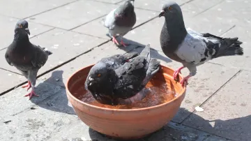 Ochlazení ve vodě si užívají i krakovští holubi