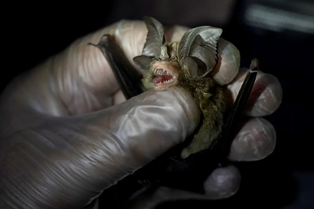 Vědci zkoumají netopýry v okolí laguny u města Los Baños na Filipínách