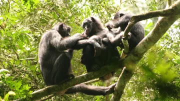 Šimpanzi bonobo