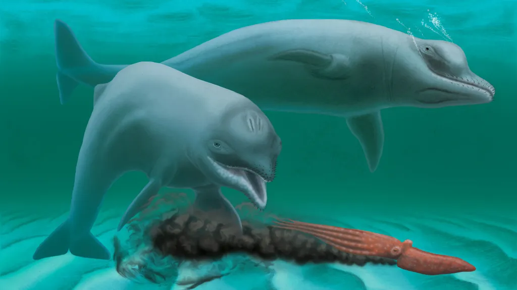 Inermorostrum xenops