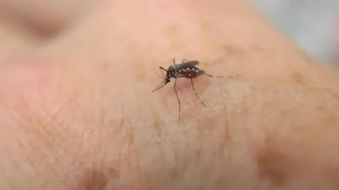 Hana Roháčová: Zika je živý organismus, vyvíjí se