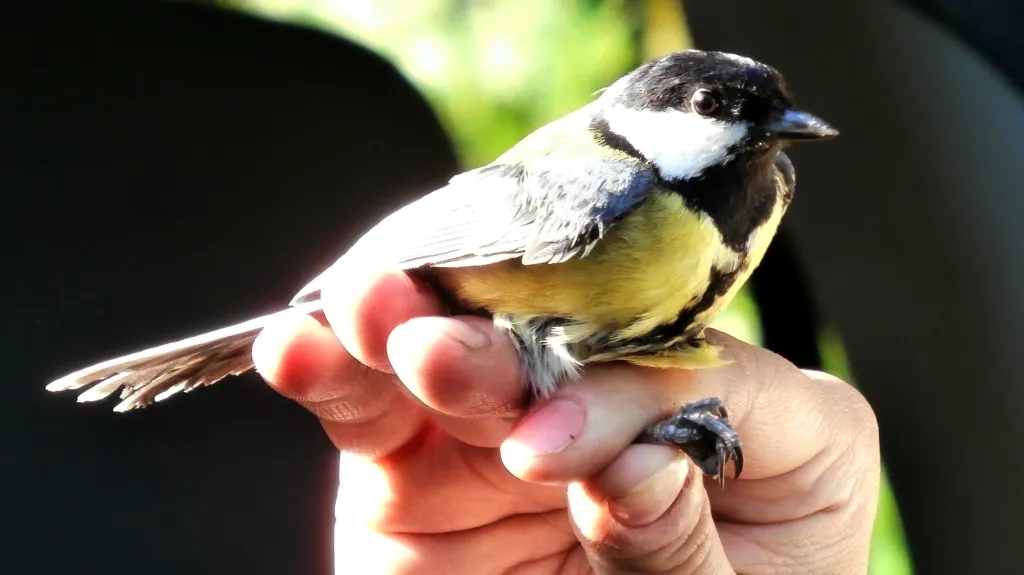 Vítání ptačího zpěvu - Koštice