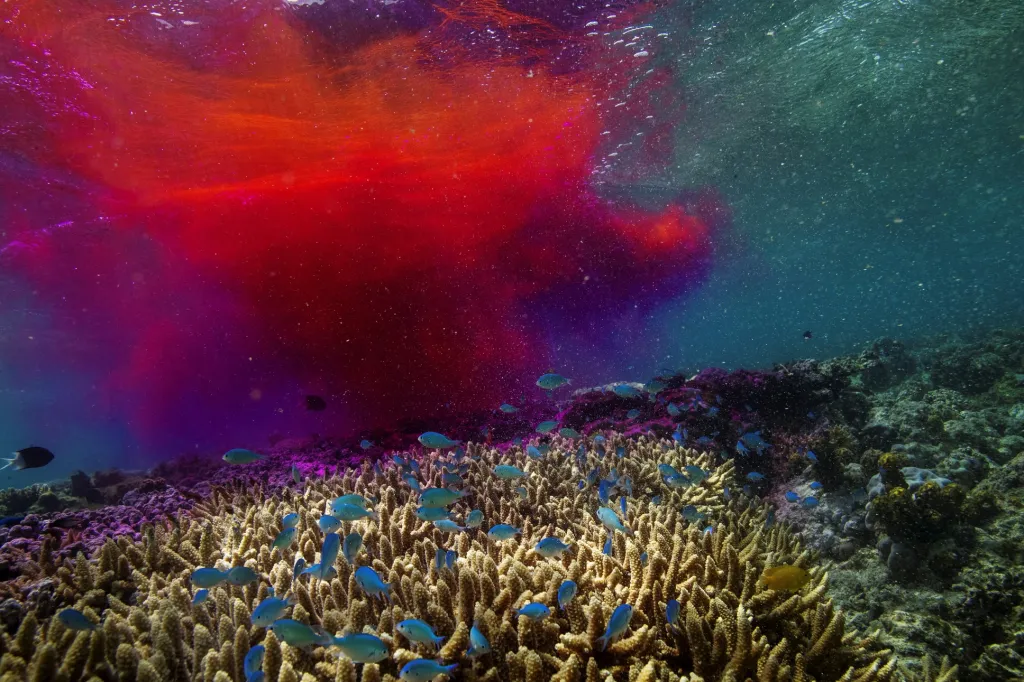Vědci se zaměřili na výzkum korálových útesů v oblasti Rudého moře u města Džidda v Saúdské Arábii a ostrova Lizard, který je součástí Austrálie