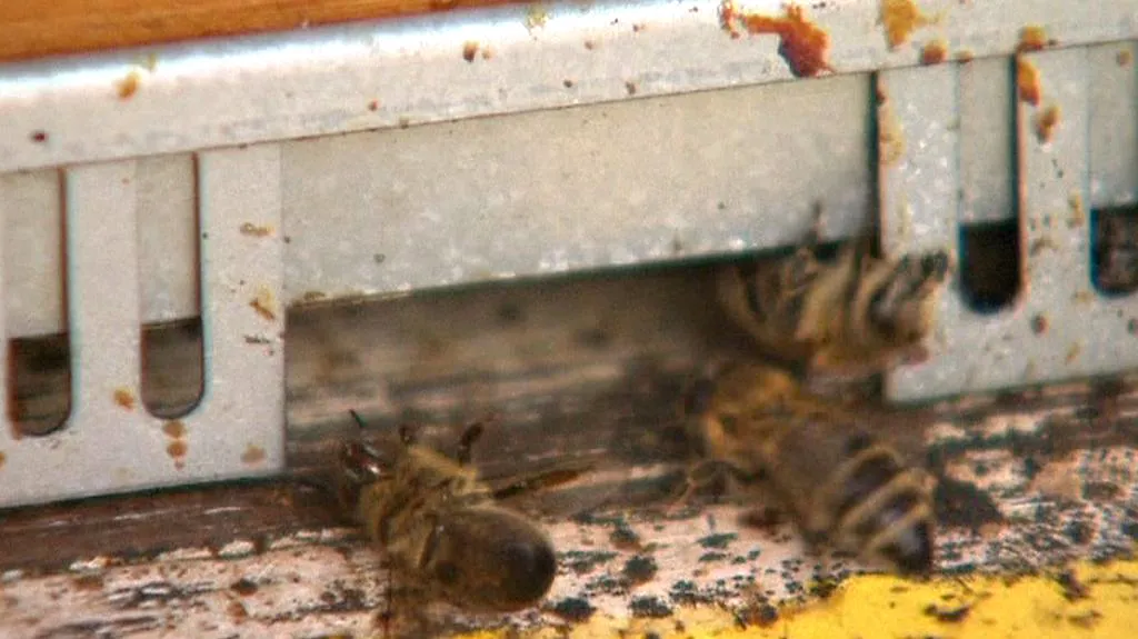 V Evropě ubývá včel