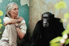 Už žádná selfíčka s gorilami a šimpanzi, žádají experti vědce i fotografy
