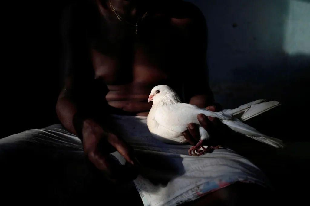 Kubánci si našli nový druh zábavy v chovu holubů. Hlavním důvodem je částečná možnost úniku před pandemií koronaviru