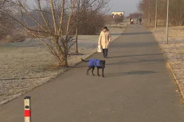 Divočáci na okraji Prahy napadají pobíhající psy. Počet útoků roste