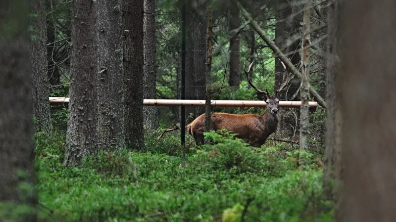 Jelen u návštěvnického centra na Kvildě