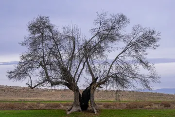 Stromy zasažené oteplováním „lapají po dechu“. Může to ohrozit jejich schopnost pohlcovat CO2