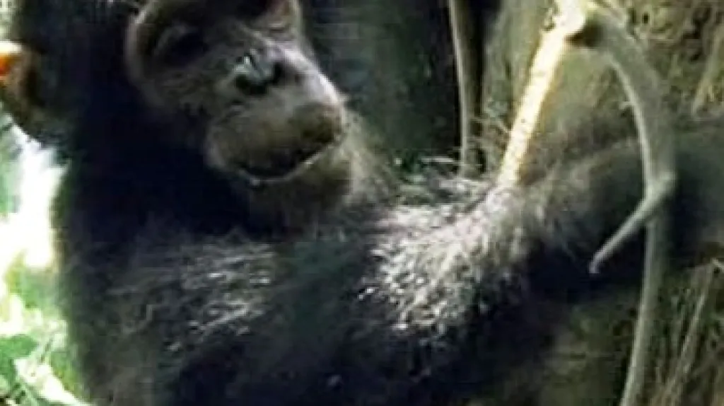 Šimpanz v ohrožení