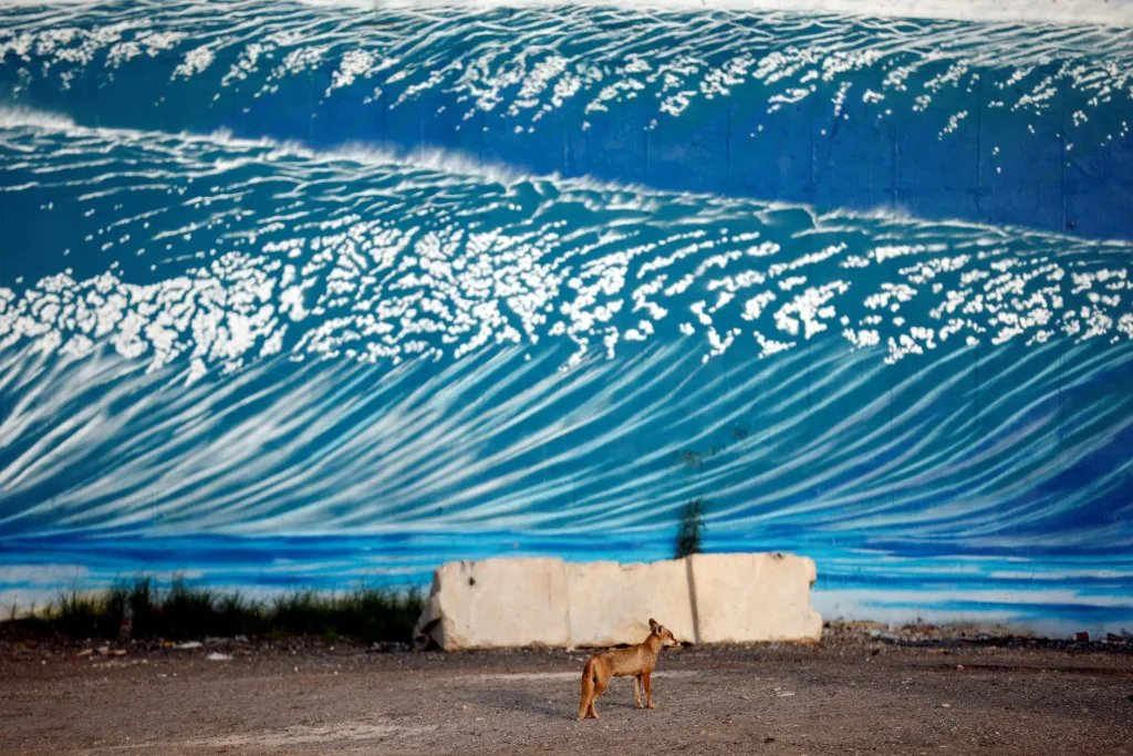 Prázdné pláže přilákaly lišky ve městě Aškelon na jihu Izraele. Jde o další místo, které se díky covidové situaci zcela vyprázdnilo