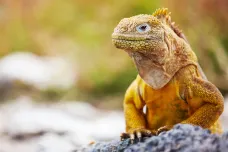 Biologové na Galapágách vrátili draky do sopek. Vzácní leguáni mají šanci na záchranu