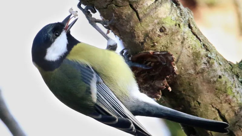 Některé chemické signály lákají ptáky