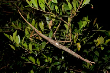 Čtyřicet centimetrů chitinu. Biolog objevil v Austrálii obří pakobylku