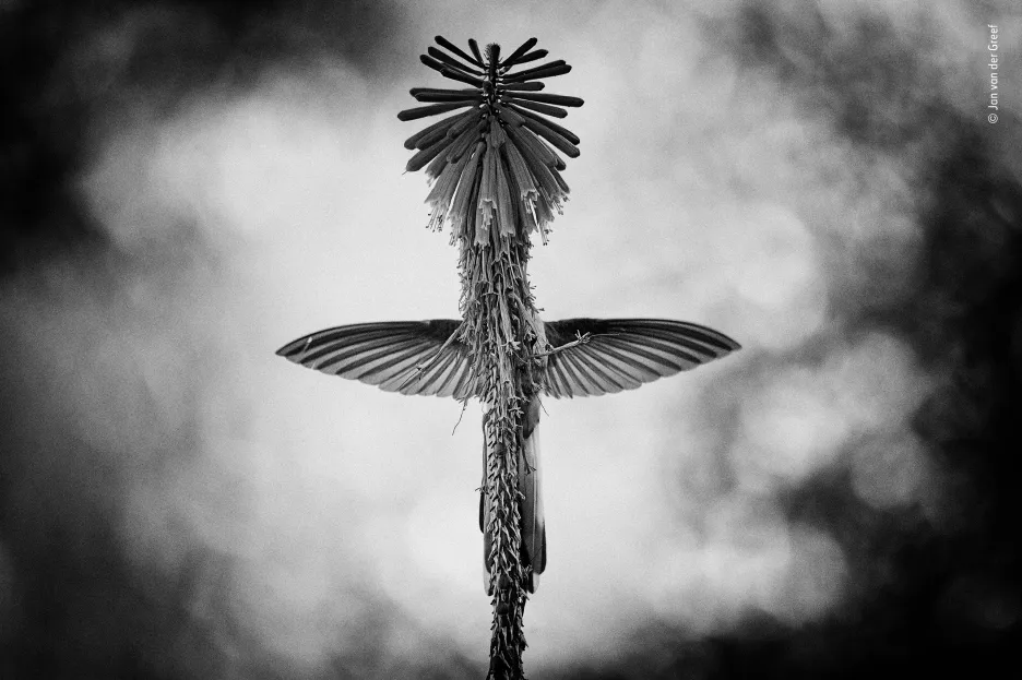 Kolibříkova vize. Vítěz v kategorii Černobílá fotografie