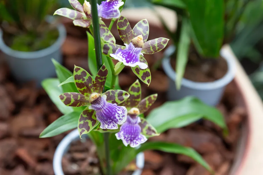 Výstava orchidejí v Olomouci