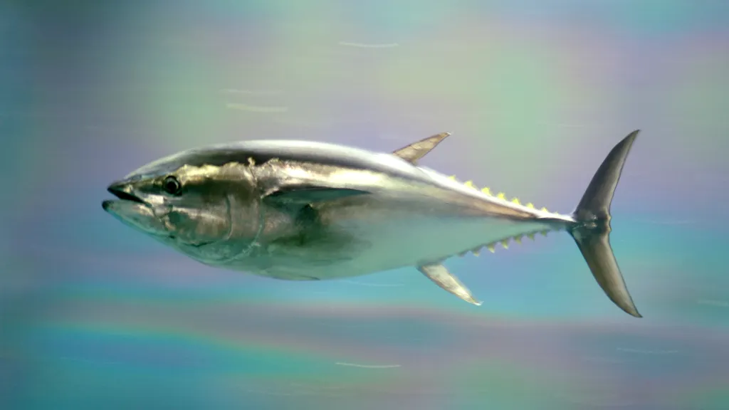 Tuňák