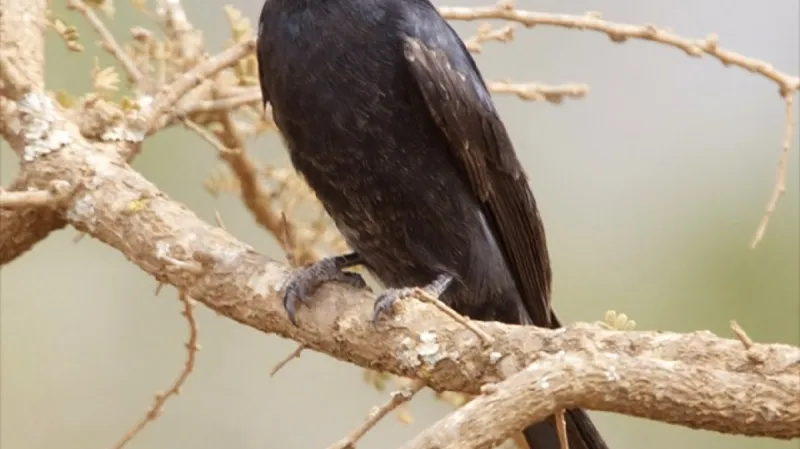 Drongo africký