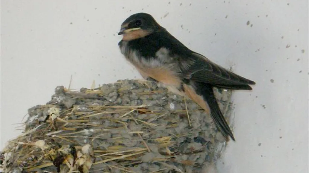 Vítání ptačího zpěvu