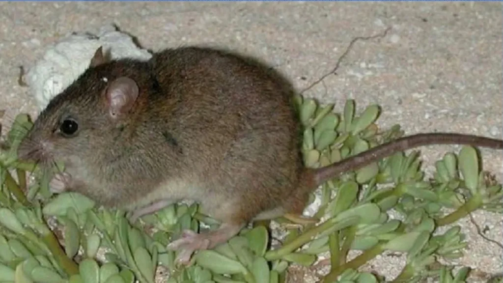 Krysa Melomys rubicola