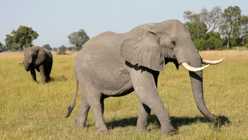 Sloni v Botswaně