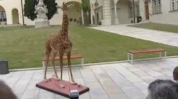 Vypreparované mládě žirafy Rothschildovy