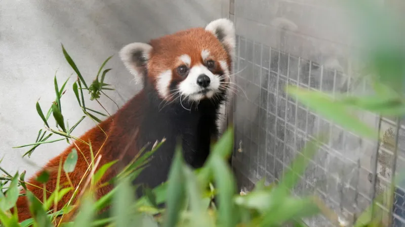 Samec pandy červené, kterého zoo na Tchaj-wanu obdržela od Číny