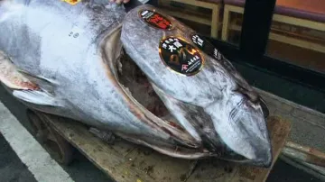 Rekordně vydražený tuňák