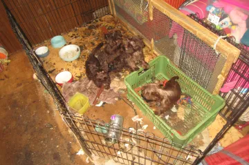 Chovatel z Jindřichohradecka nechal psy hladové a ve výkalech. Hrozí mu milionová pokuta