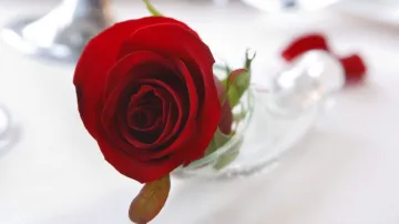 Valentýnská růže