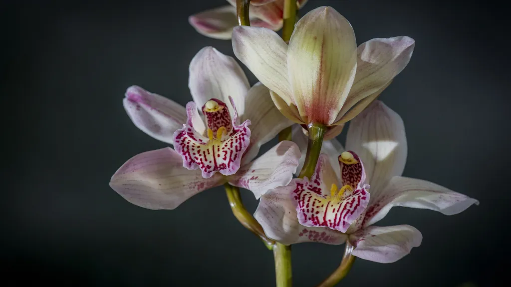 Kvetoucí orchideje v liberecké botanické zahradě