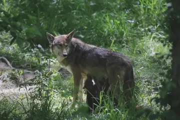 Posledních 252. Vědci se pokouší zachránit vymírající vlky rudohnědé