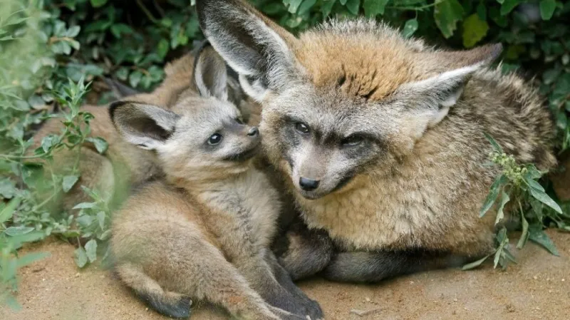 Mláďata psa ušatého