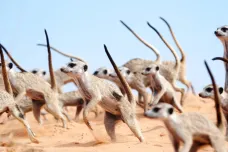 Antropologové popsali válečné tance surikat. Mohou osvětlit evoluční podstatu násilí
