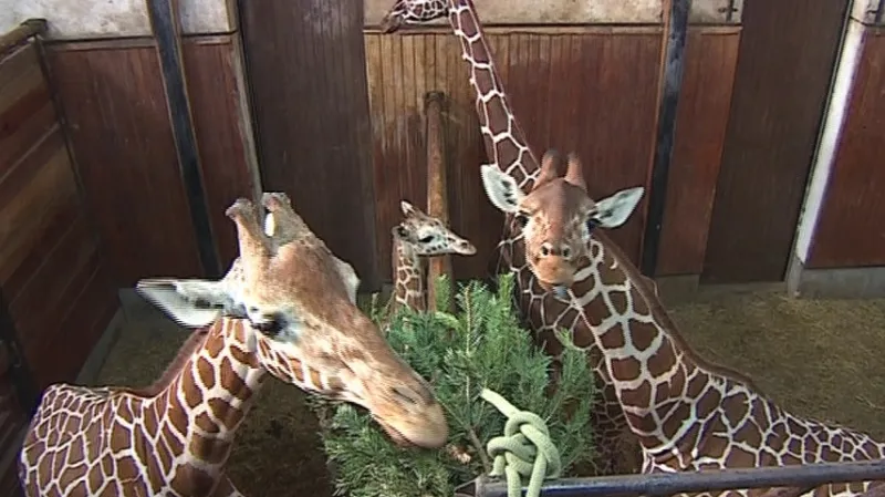 Vánoční stromečky nakrmily i brněnské žirafy