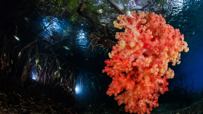 Korálové útesy: 1. místo; Mangrove" Soft coral grows on mangrove roots - Yen-Yi Lee