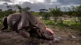 První cena v kategorii Příroda (série). Samec černého nosorožce krátce po smrti s odřezanými rohy v rezervaci Hluhluwe Umfolozi Game Reserve v jižní Africe. Pytláci pocházeli pravděpodobně z nedaleké vesnice. Do rezervace vstoupili ilegálně a nosorožce zastřelili u vodního zdroje při pití.