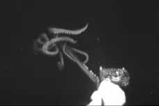 Biologové nafilmovali čtyřmetrovou krakatici. Vzácně se ukázala v Mexickém zálivu
