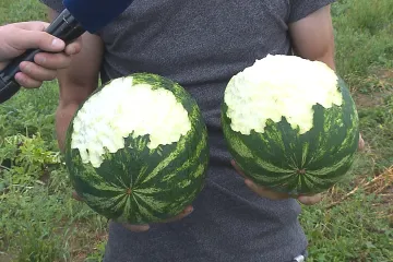 Zajíci ničí úrodu v Moravskoslezském kraji