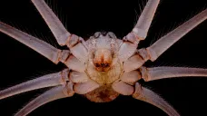 Spodní strana těla pavouka třesavky velké
