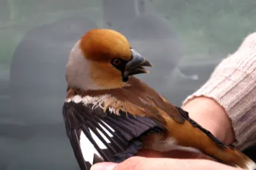 Vítání ptačího zpěvu v Košticích a Vojnicích