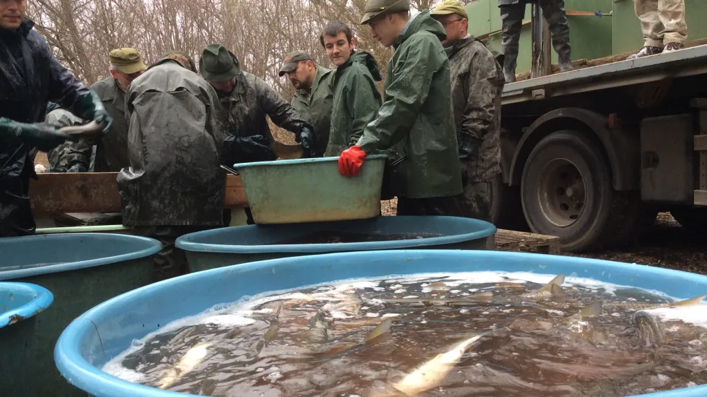 Přelov jedovnického rybníka
